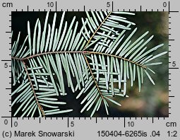 Abies grandis (jodła olbrzymia)