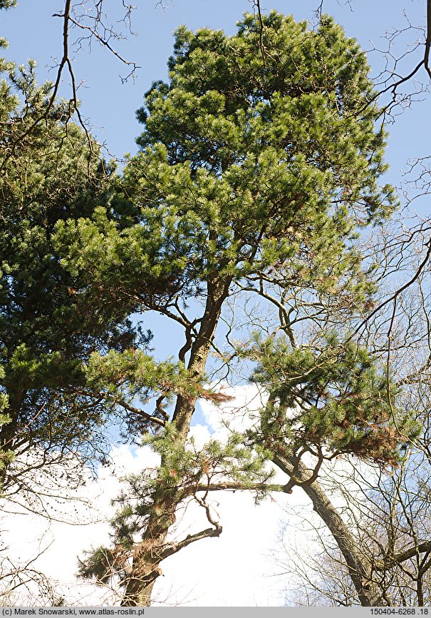 Pinus contorta var. latifolia