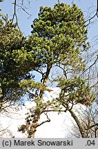 Pinus contorta var. latifolia