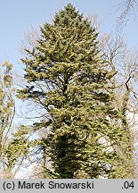 Abies homolepis (jodła nikkońska)