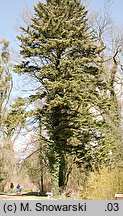 Abies homolepis (jodła nikkońska)