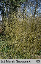 Cornus sanguinea (dereń świdwa)