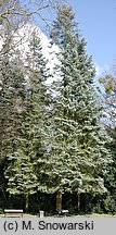 Abies concolor (jodła jednobarwna)