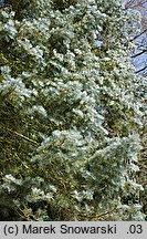 Abies concolor (jodła jednobarwna)