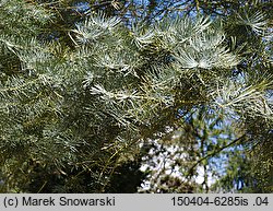 Abies concolor (jodła jednobarwna)