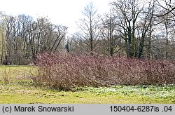 Cornus sanguinea (dereń świdwa)