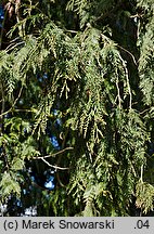 Thuja plicata (żywotnik olbrzymi)