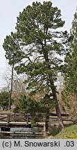 Pinus cembra (sosna limba)