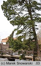 Pinus cembra (sosna limba)