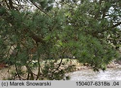 Pinus cembra (sosna limba)