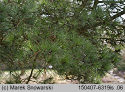 Pinus cembra (sosna limba)