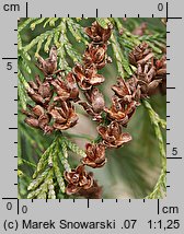 Thuja plicata (żywotnik olbrzymi)