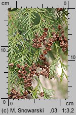 Thuja plicata (żywotnik olbrzymi)