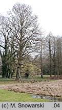 Taxodium distichum (cypryśnik błotny)