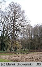 Taxodium distichum (cypryśnik błotny)