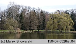 Taxodium distichum (cypryśnik błotny)