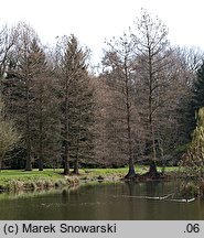 Taxodium distichum (cypryśnik błotny)