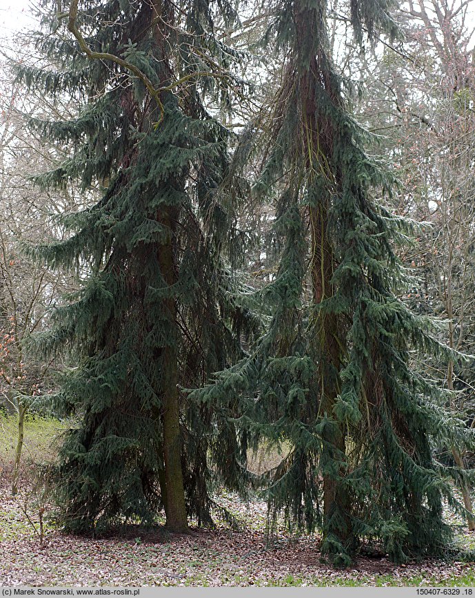 Picea omorika (świerk serbski)