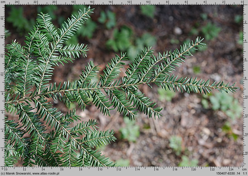 Tsuga canadensis (choina kanadyjska)