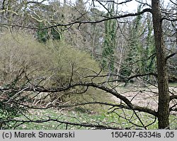 Liquidambar styraciflua (ambrowiec amerykański)