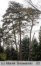 Pinus nigra (sosna czarna)