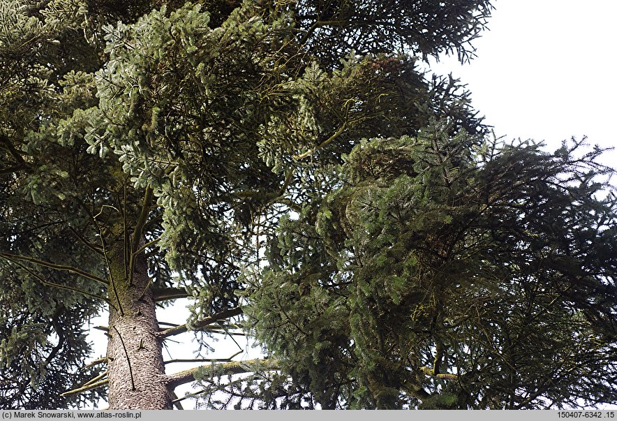 Abies cephalonica (jodła grecka)