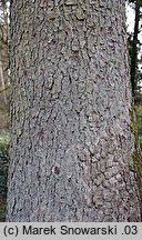 Abies cephalonica (jodła grecka)