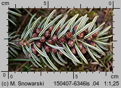 Abies cephalonica (jodła grecka)