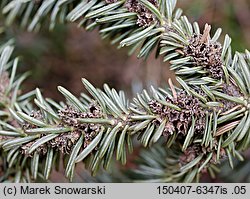 Abies cephalonica (jodła grecka)