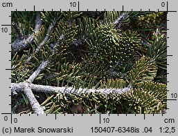 Abies cephalonica (jodła grecka)