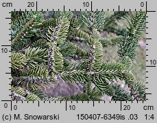 Abies cephalonica (jodła grecka)