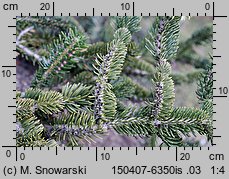 Abies cephalonica (jodła grecka)