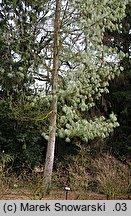 Pinus wallichiana (sosna himalajska)