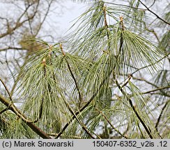 Pinus wallichiana (sosna himalajska)