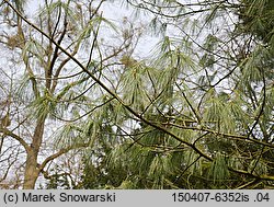 Pinus wallichiana (sosna himalajska)