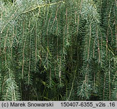 Picea breweriana (świerk Brewera)