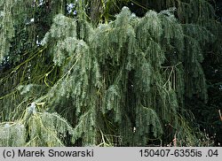 Picea breweriana (świerk Brewera)