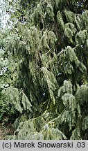 Picea breweriana (świerk Brewera)