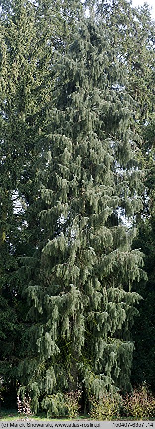 Picea breweriana (świerk Brewera)