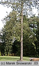 Pinus ponderosa (sosna żółta)