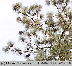 Pinus ponderosa (sosna żółta)