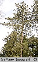 Pinus ponderosa (sosna żółta)