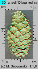 Pinus ponderosa (sosna żółta)