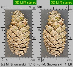 Pinus ponderosa (sosna żółta)