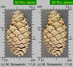 Pinus ponderosa (sosna żółta)