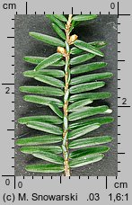 Tsuga canadensis (choina kanadyjska)