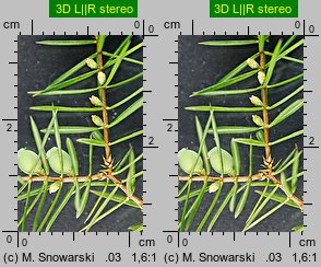 Juniperus communis (jałowiec pospolity)