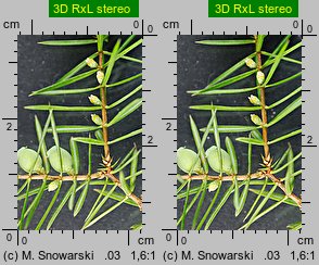 Juniperus communis (jałowiec pospolity)