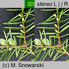 Juniperus communis (jałowiec pospolity)