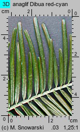 Abies grandis (jodła olbrzymia)